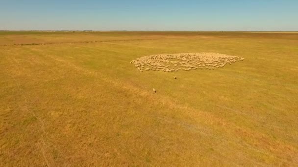 Βοσκή προβάτων στην Outback Αυστραλία — Αρχείο Βίντεο