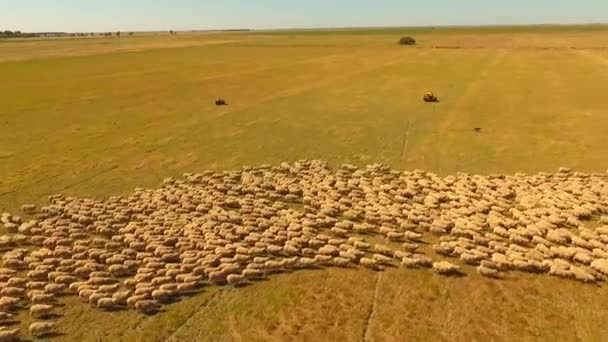 Outback Avustralya'da hayvan sürüsü koyun — Stok video