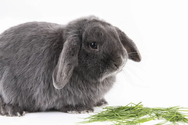 Rabbit eating grass — Stock Photo, Image