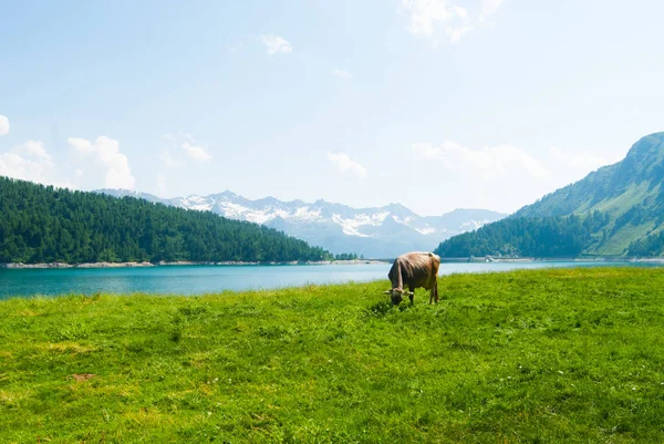 Vache suisse pâturant au bord d'un lac — Photo