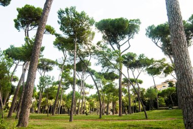 Bir Roma Park ağaçlarda