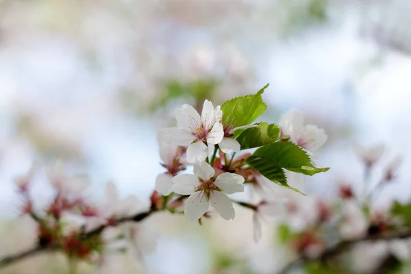 Короткий цветущий Сакура — стоковое фото