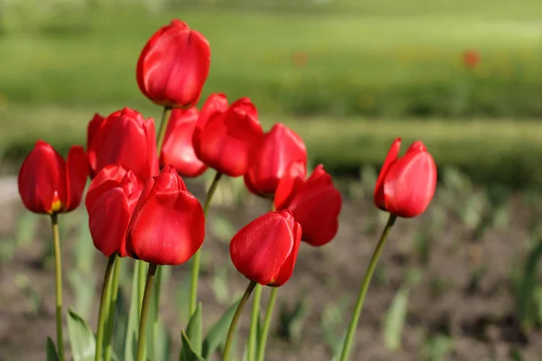 Bouquet of red tulips growing — Stock Photo, Image