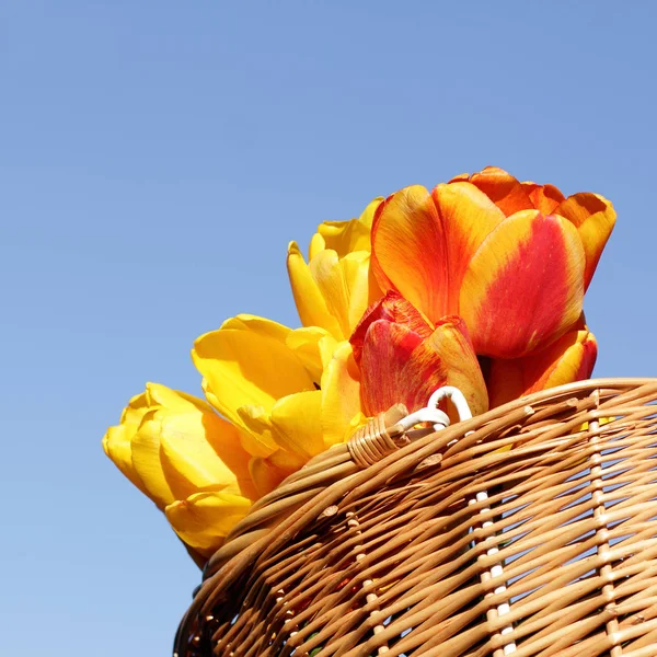 Festive flower basket — Stock Photo, Image