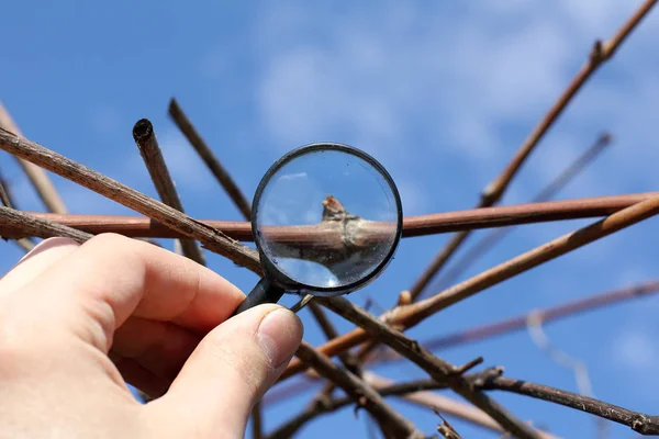 Bağ teftiş denetimi — Stok fotoğraf