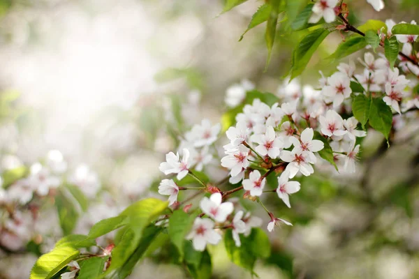 Japanska körsbärsträden Sakura — Stockfoto