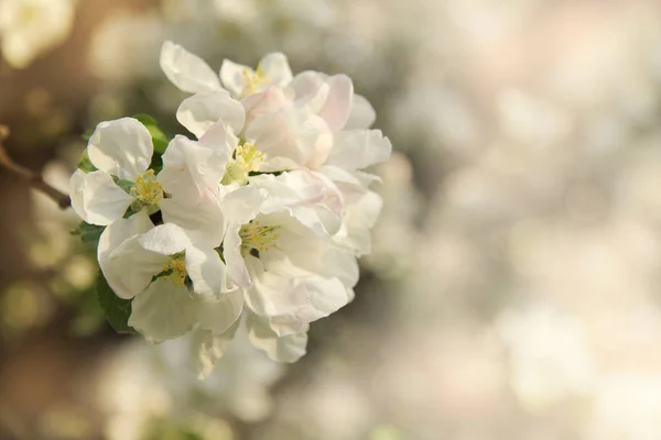 Delicate flowers of spring fruit trees — Stock Photo, Image