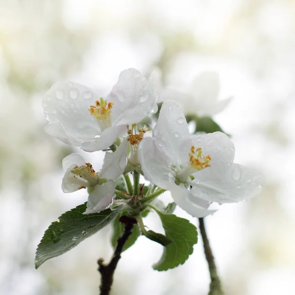 Blommor i regn dropparna — Stockfoto