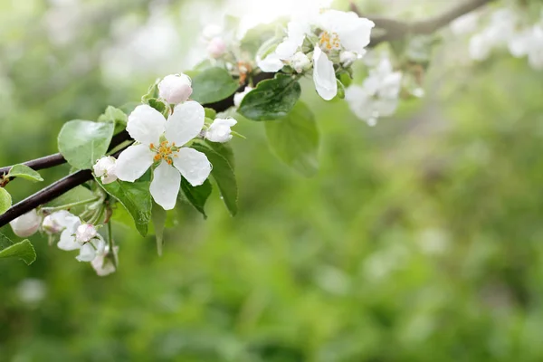 Flores delicadas de primavera —  Fotos de Stock