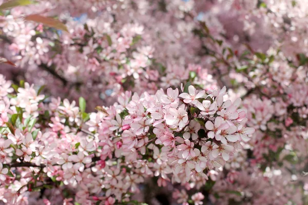 Hav av rosa blommor — Stockfoto
