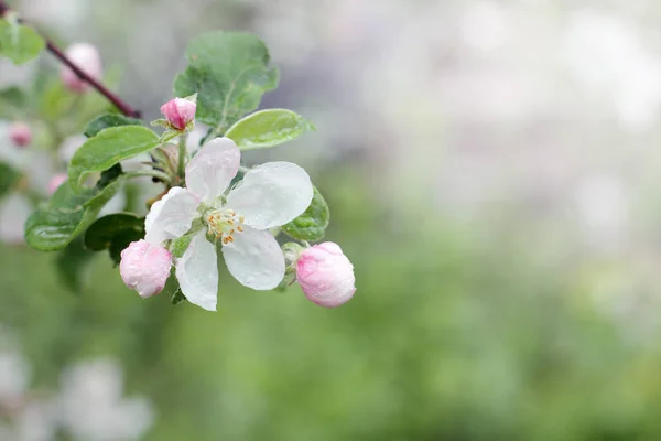 Våren blommande trädgårdar — Stockfoto