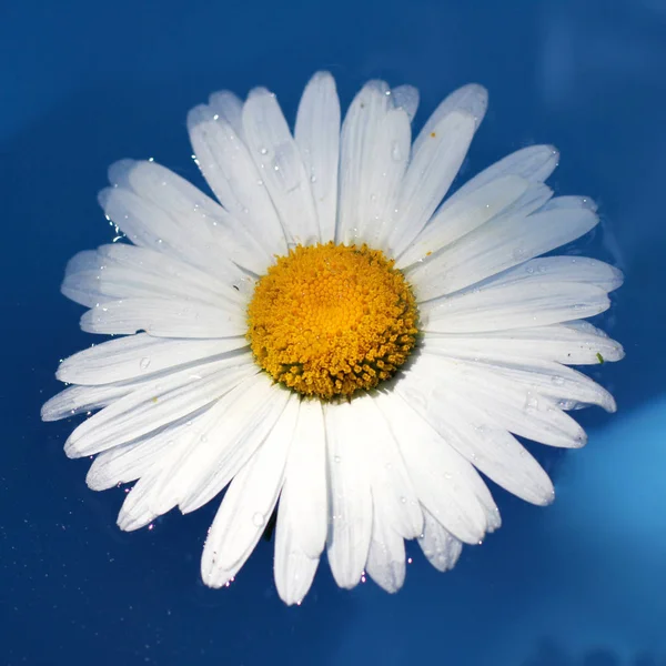 Daisy on the water — Stock Photo, Image