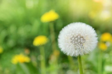 kabarık beyaz hindiba