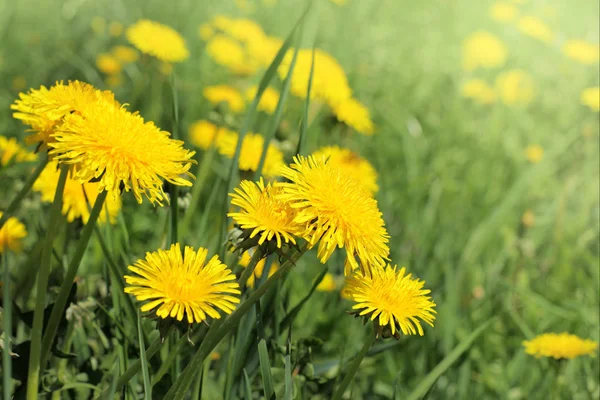 Yellow dandelions meadow — Stock Photo, Image