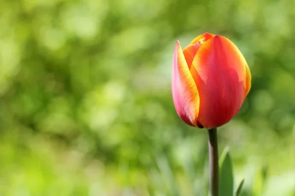 Red soft tulip — Stock Photo, Image