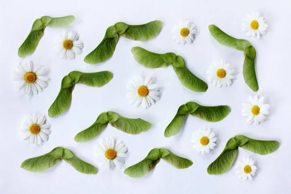 Natuurlijke patroon van bloemen en zaden — Stockfoto