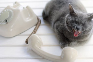 telefon konuşan kedi
