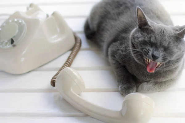 Τηλέφωνο μιλάμε γάτα — Φωτογραφία Αρχείου
