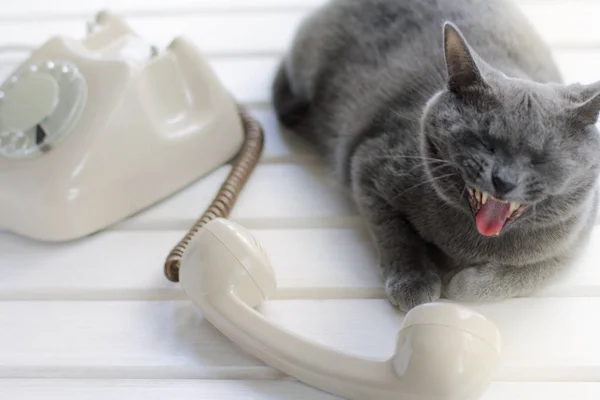 telefon konuşan kedi