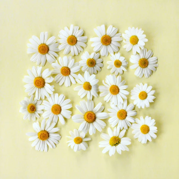 Lot chamomile flowers — Stock Photo, Image