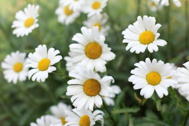 papatya çiçeği çoğulluğu