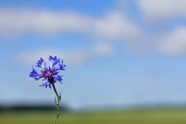 Léčivý květ chrpy — Stock fotografie