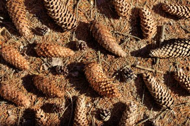 çam ve Ladin model / düz koniler yerleşimini spread yaz, en iyi görünümü bir orman yolu üzerinde 