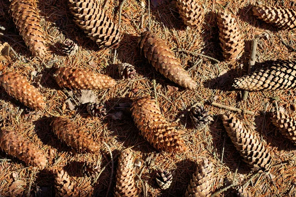 çam ve Ladin model / düz koniler yerleşimini spread yaz, en iyi görünümü bir orman yolu üzerinde 