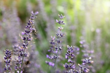 Çiçekler Güzellik sitesi için