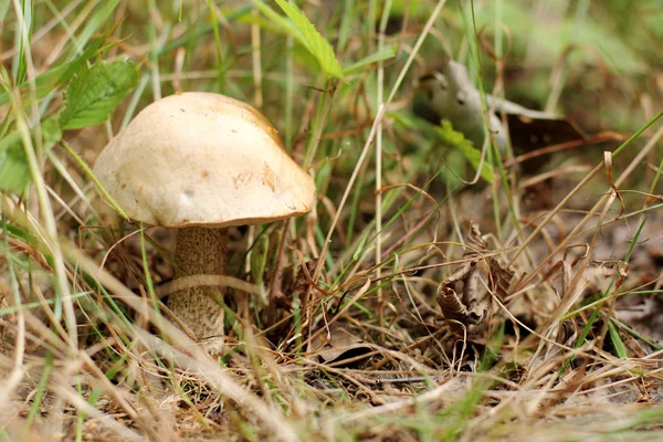 Paysage délicieux dans la forêt — Photo