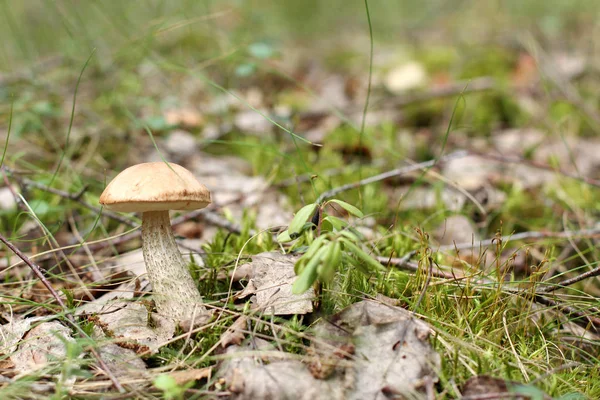 Summer landscape in the forest — Stock Photo, Image