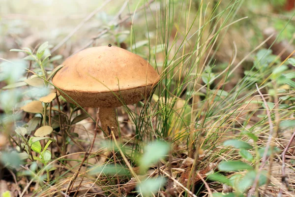 День грибов — стоковое фото