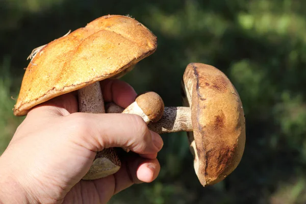 Three Edible Forest Mushrooms Hand Good Catch Gourmet Meal — Stock Photo, Image