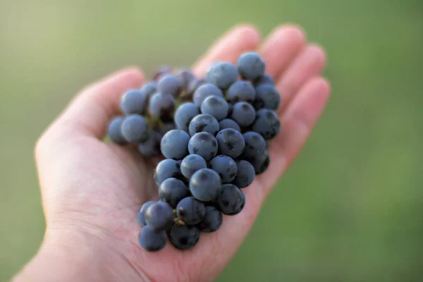 Appetizing grape variety — Stock Photo, Image