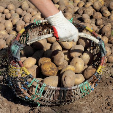 çiftçi sonbaharda hasat toplar
