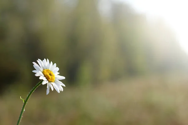 Flower in the morning light — Stock Photo, Image
