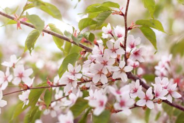 Çiçekli sakura bahçede