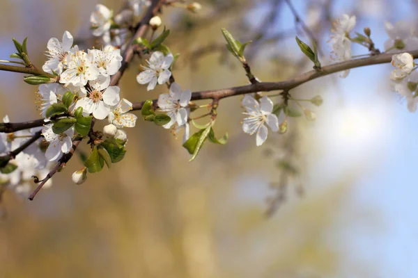 Tid då blommorna blommar in med trädgården — Stockfoto