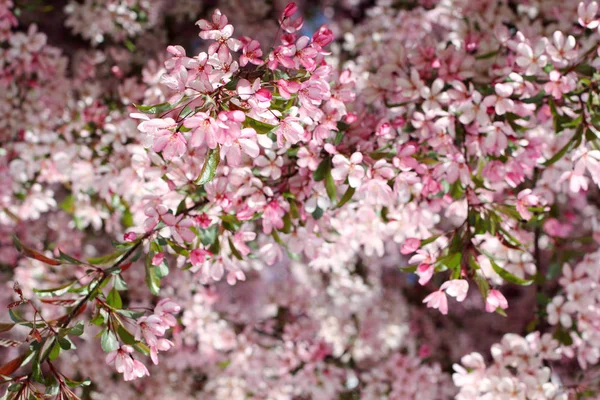 Цветы весны — стоковое фото
