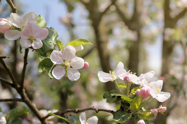 Rama Manzano Flor Sobre Fondo Los Árboles Primavera Jardín Frutas —  Fotos de Stock