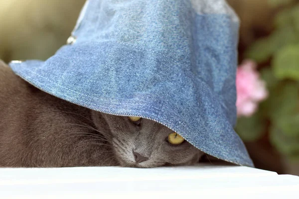 Γκρι Γάτα Που Βρίσκεται Στο Τραπέζι Peeps Έξω Από Κάτω — Φωτογραφία Αρχείου