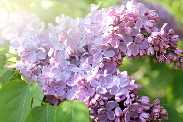 Purple Flowers Blossoming Lilacs Park Gentle Spring Morning — Stock Photo, Image