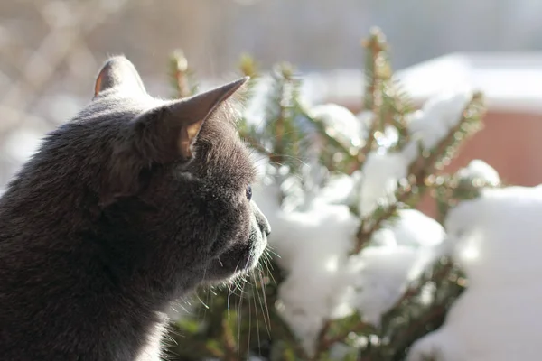 Casa Gato Gris Mira Nieve Que Derrite Calle Paseo Primavera —  Fotos de Stock