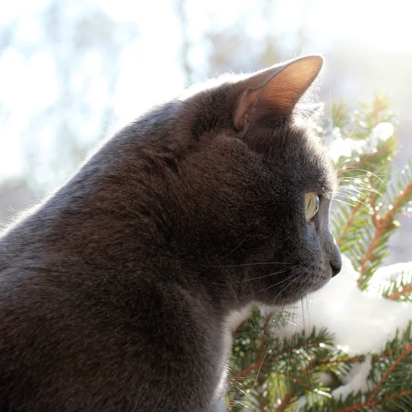 Γκρι Γάτα Κατά Πράσινο Κλαδιά Δέντρο Στην Πλαϊνή Άποψη Του — Φωτογραφία Αρχείου
