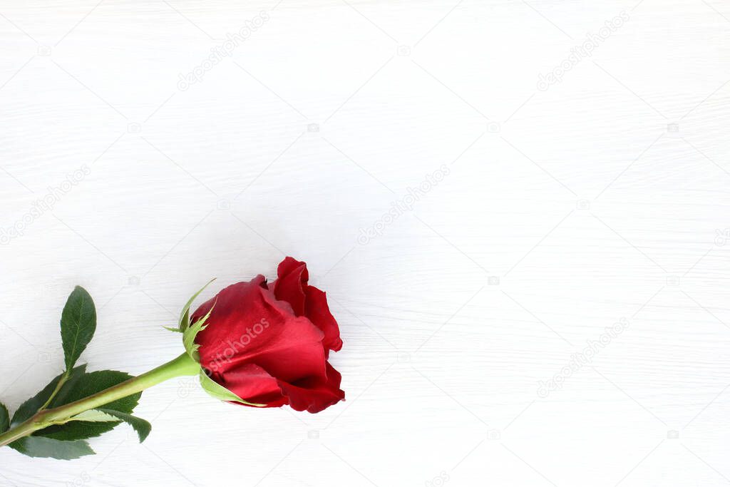 tender red flower on a light wooden surface / festive rose