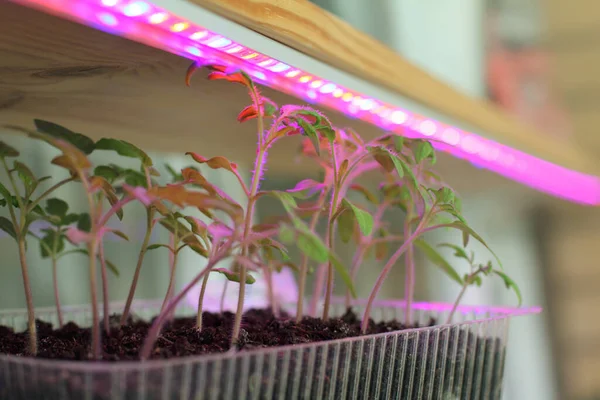 Light Agro Led Tape Helps Grow Tomato Seedlings Home Active — Stock Photo, Image