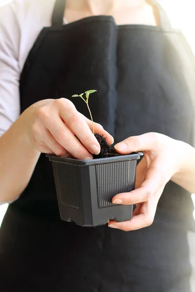 Πράσινα Σπορόφυτα Φυτεμένα Κηπουρό Γλάστρας Σκούρα Ποδιά Ανοιξιάτικη Κηπουρική — Φωτογραφία Αρχείου