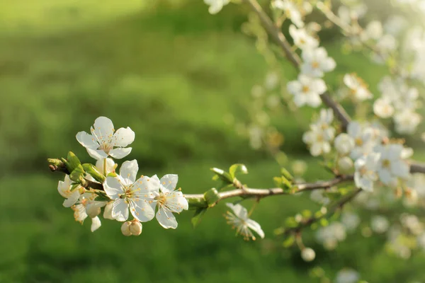 Ветвь Цветущей Вишни Зеленом Фоне Газона Парке Нежные Весенние Цветы — стоковое фото