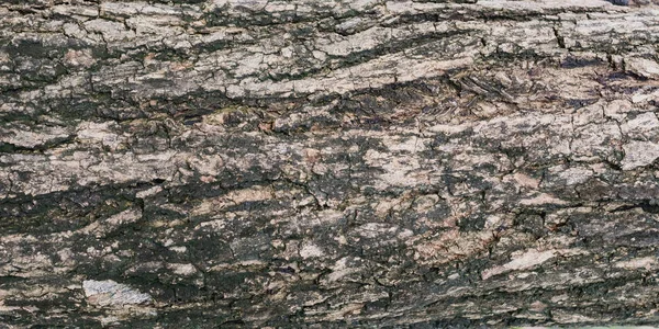 Baumrinde Textur Hintergrund. — Stockfoto