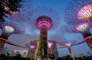Singapur Körfezi 'ndeki Gardens' taki Supertree Grove..